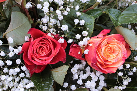 kimp, roosid, Gypsophila, punased roosid, lilled, Romantika, Armastus