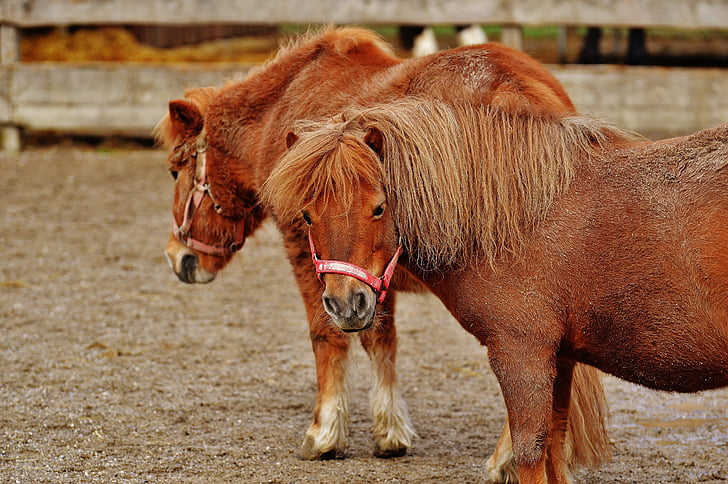pony, Animal rescue, heste, klovbærende dyr, god aiderbichl, Sanctuary, dyr