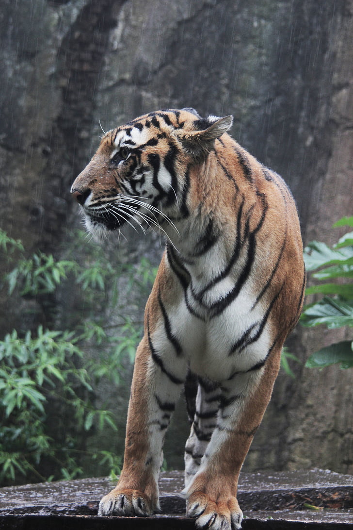 indonesia, tiger, panthera, sumatran, tigris, wildlife, animal