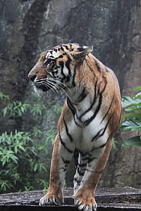 Indonezja, Tygrys, Panthera, sumatrzański, tigris, dzikich zwierząt, zwierząt