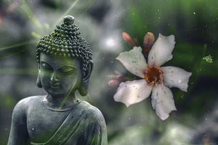 Buda, flor, Budismo, religião, meditação, fé, budista