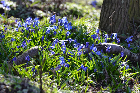 Forest, fleurs de printemps, bleu, printemps