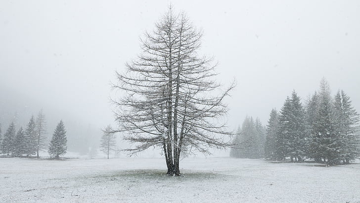 Alp, Alm, Vinter, snø, eng, treet, snøfall