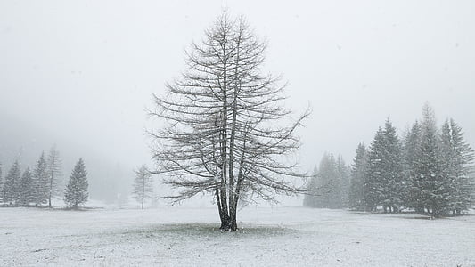 Alp, ALM, ziemas, sniega, pļavas, koks, sniegputenī