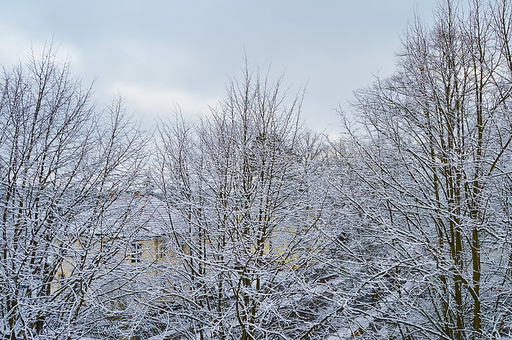 snö, träd, snöig, snöfall, Berlin, Tyskland, vinter