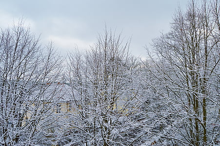 снег, деревья, Снежное, Снегопад, Берлин, Германия, Зима