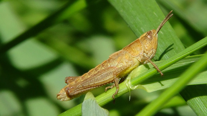 grasshopper, macro, insect, grasshoppers, nature, animal, locust
