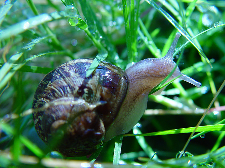 snail, land, macro, slimy, shell, spiral, garden