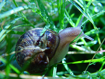snail, land, macro, slimy, shell, spiral, garden