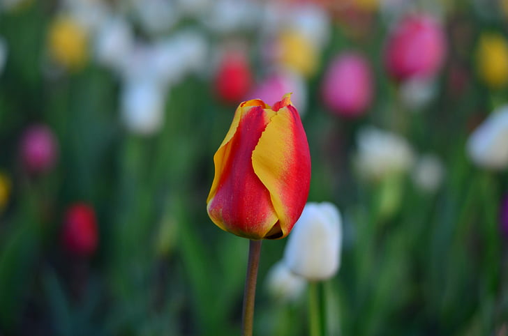 tulipas, vermelho, cores vivas, natureza, Turquia, Primavera, planta