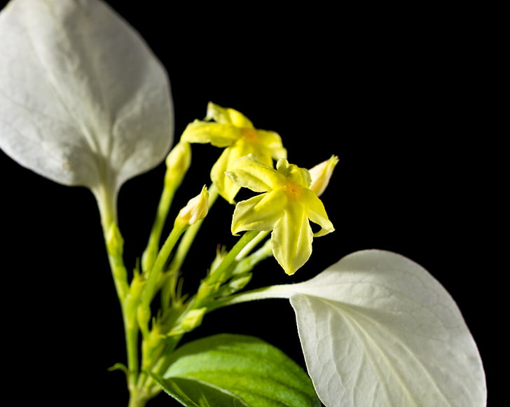 fleur, Blossom, Bloom, jaune, blanc, fermer