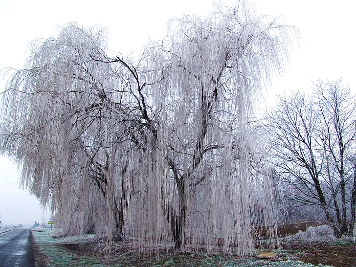 laidun, puu, talvi, kylmä, Ice, Frosty