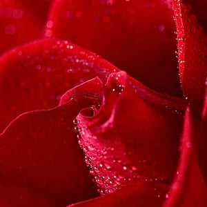 rose, flower, red, drops, rose petals, plant, nature