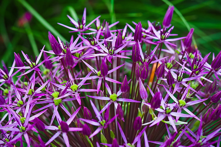 cebolla ornamental, flor, flor, floración, púrpura, planta, primavera