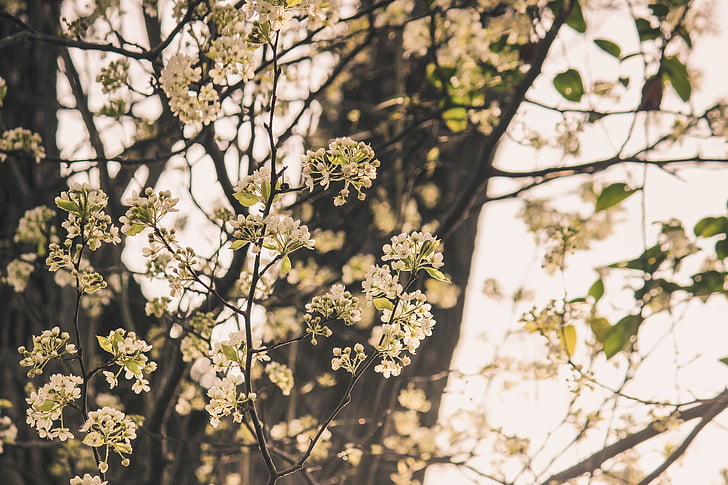 budding tree, floral tree, white floral, white flowers