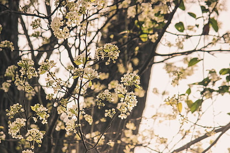spirende træ, Floral træ, hvide blomster, hvide blomster