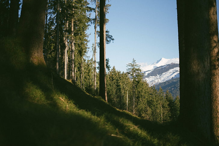 photo, brun, arbres, près de :, Glacier, montagnes, nature