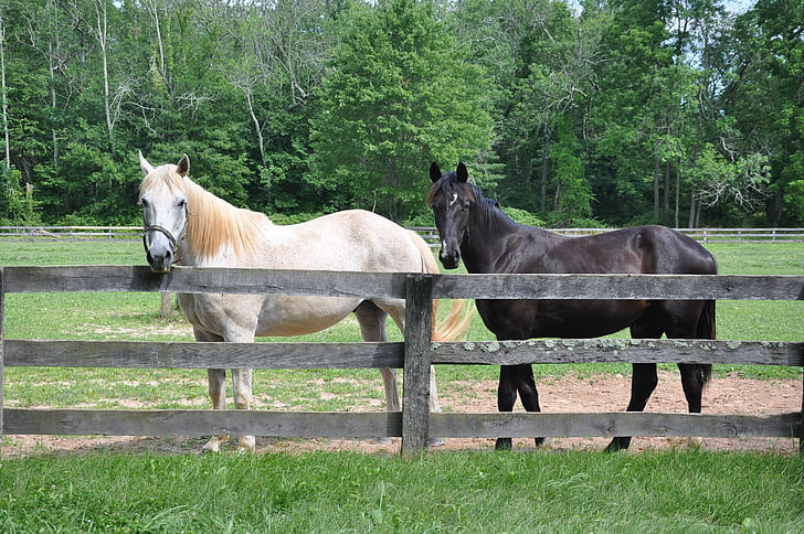 horse, horses, animal, equine, equestrian, farm, stallion
