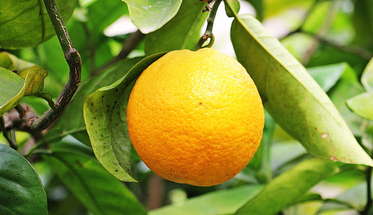oranssi, sitrushedelmät, hedelmät, appelsiinipuu, puu, Luonto, herkullinen