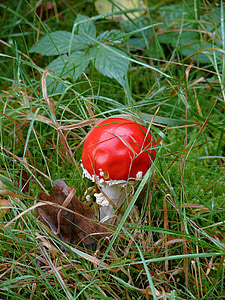 蘑菇, 树, 红色, 秋天, 木耳, 自然, 毒药