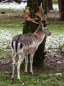 wild, fallow deer, red deer, deer, animal, nature, wildlife