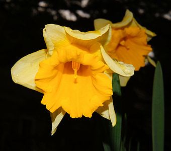 Narcis, kvet, kvet, žltá, Narcis, jar, Narcis pseudonarcissus