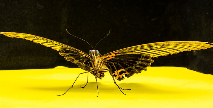 Motyl, owad, Motyl - owad, Natura, zwierząt, wing zwierzęcego, makro