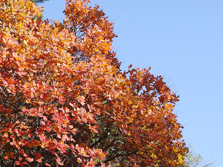 strom, listy, podzim, Carso, červená, oranžová