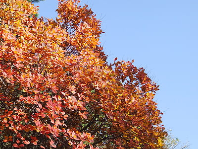 medis, fronds, rudenį, Carso, raudona, oranžinė