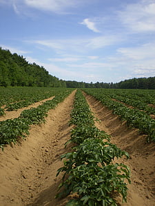 krumpir, polja, Poljoprivreda, uzgoj, biljke, krumpir, korjenasto povrće