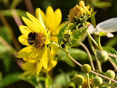 mehiläinen, Blossom, Bloom, Sulje, Luonto, keltainen, keltainen kukka