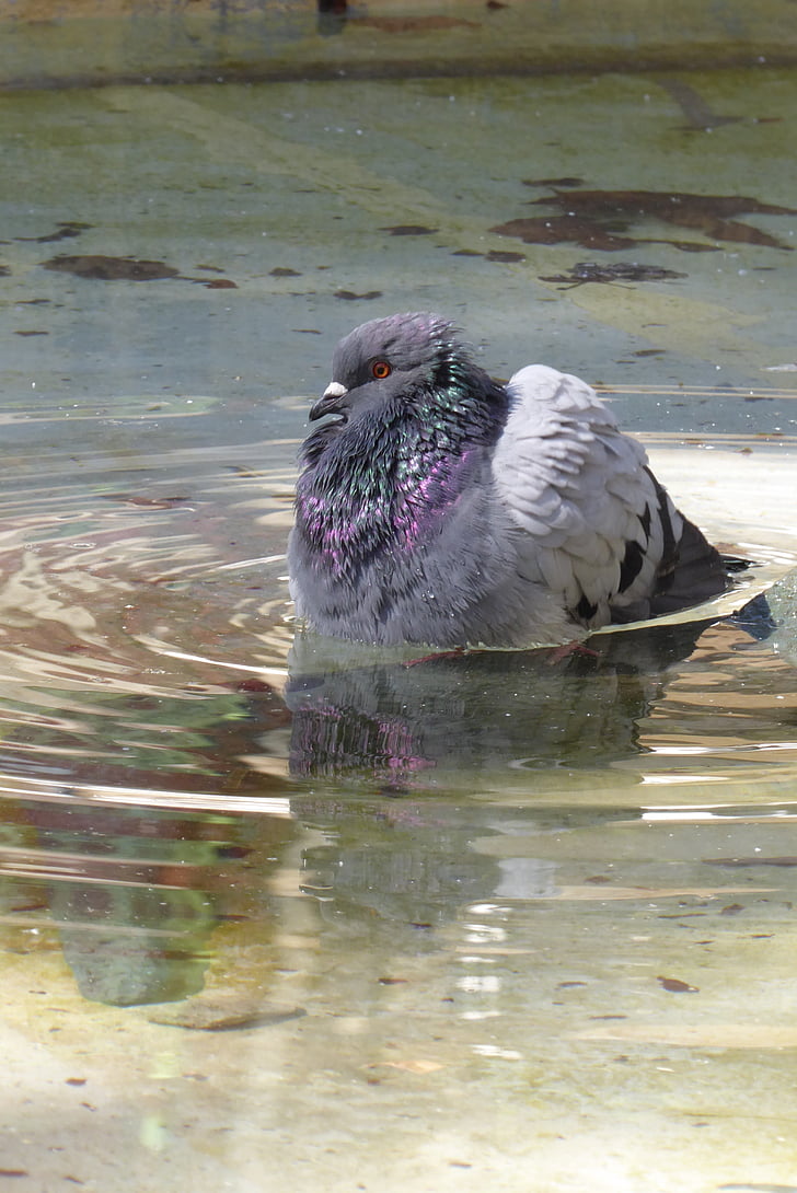 Pigeon, vand, bad, spejl, fugl, Hot