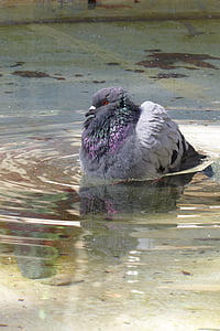 pigeon, water, bath, mirror, bird, hot