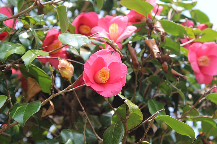 Camellia, bunga