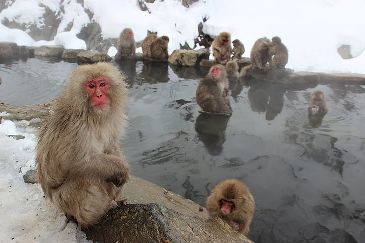 macacos da neve, macaca, Japonês, Jigokudani, Primaz, neve, Japão