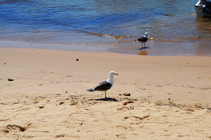 Beach, Mar, Beira-mar, természet, homok, madár, hullámok