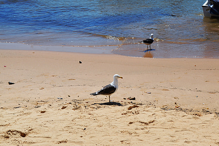 пляж, Мар, Beira mar, Природа, пісок, птах, хвилі
