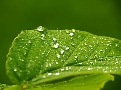 dew, green, leaf, macro, plant, waterdrops