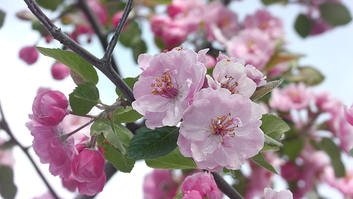 apricot, pink, flower, blooms, nature, beauty, flora