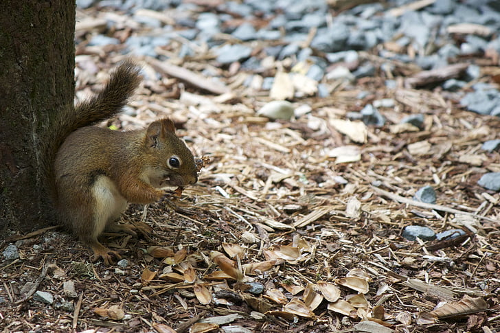 brown, white, squirrel, eating, beside, tree, trunk