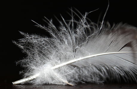 primavera, pelusa de pluma, Blanco, Fluffy, suave, pluma de ave, fluffity