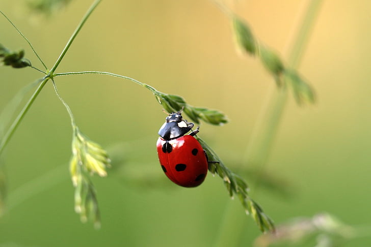Mariquita, escarabat, marieta, insecte, natura, vermell, punts