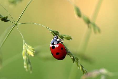 Marienkäfer, Käfer, Coccinellidae, Insekt, Natur, rot, Punkte