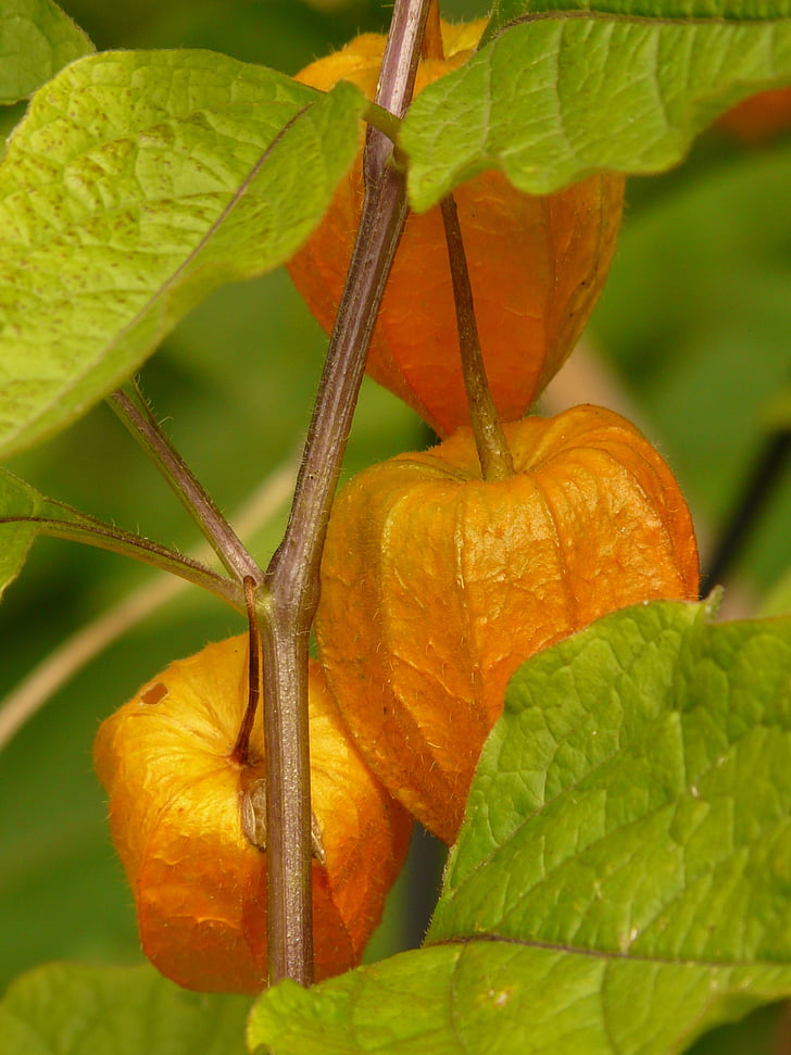 lampionblume, Physalis alkekengi, okrasná rostlina, močového měchýře cherry, Physalis, nachtschattengewächs, Solanaceae