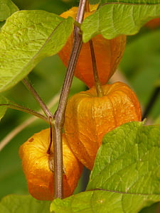 lampionblume, Physalis alkekengi, okrasná rastlina, mechúra cherry, Physalis, nachtschattengewächs, Solanaceae
