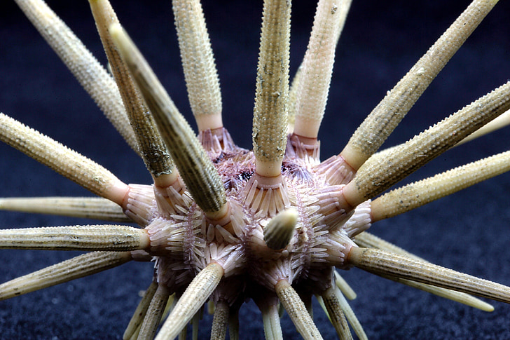 pliiats urchin, Sea life, Ocean, vee, Makro, Suurendus:, veealuse