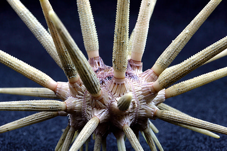 Pencil urchin, Sea life, Ocean, vatten, makro, närbild, Underwater