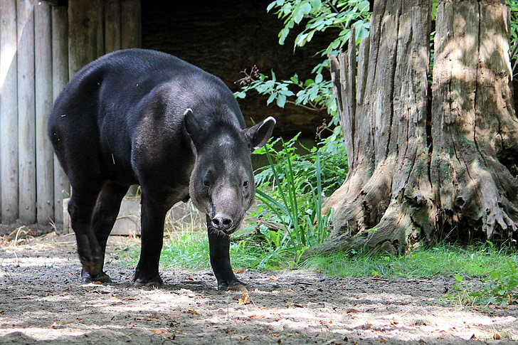 životinja, sisavac, tapir, Zoološki vrt, Proboscidea