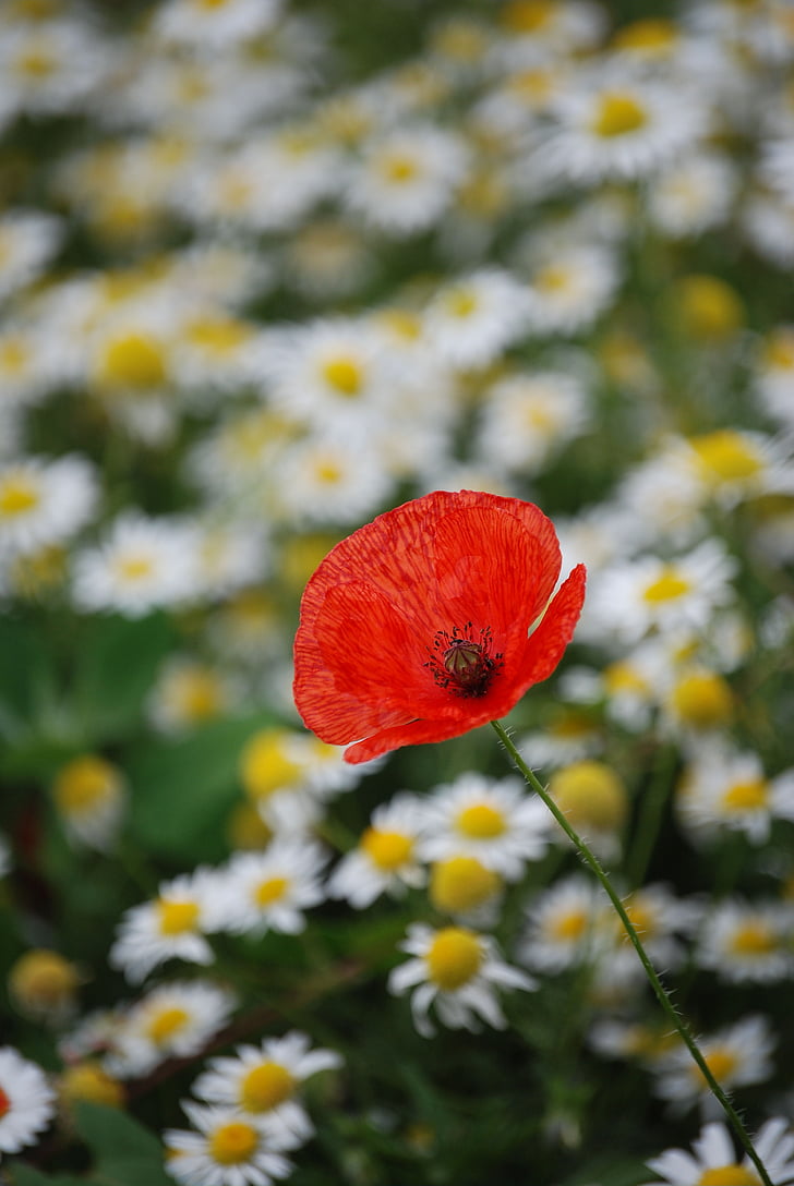poppy, red, field, flower, meadow, spring, countryside