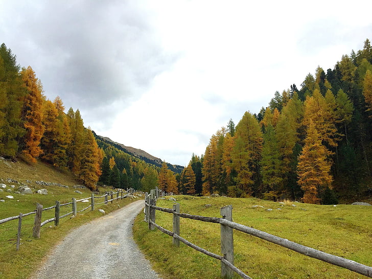 autumn, away, forest, engadin, trees, nature, fence